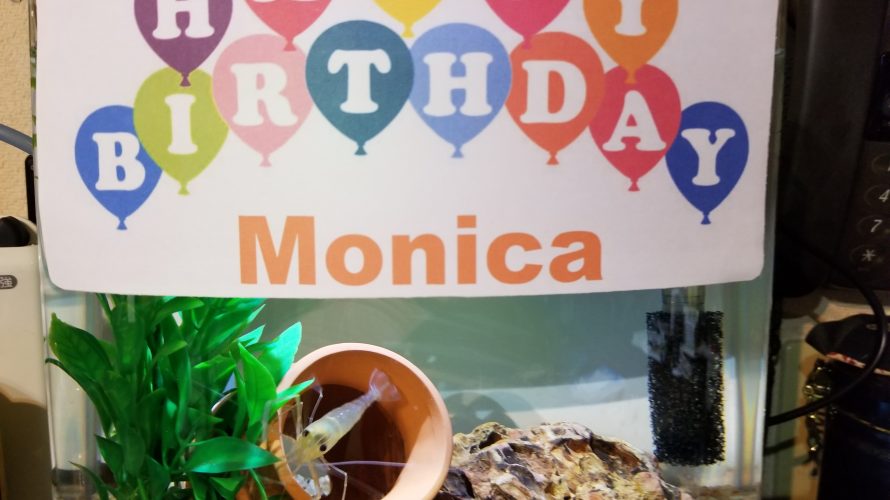 Happy Birthday Monica! テナガエビのモニカ　飼育1年経ちました！